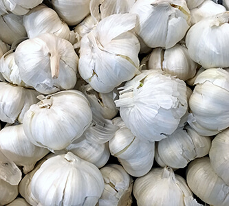 Garlic