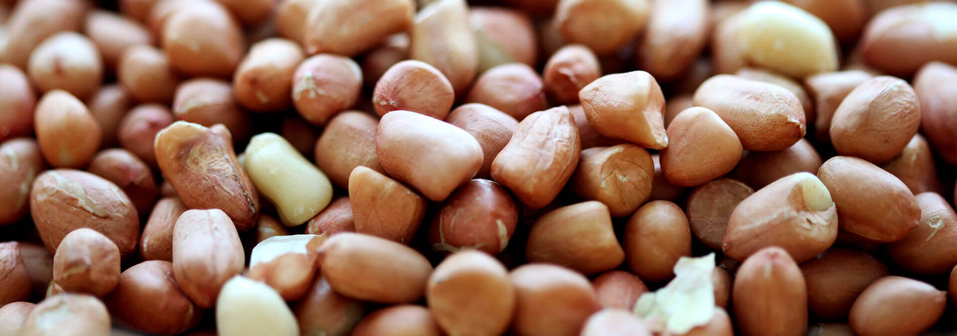 Groundnut Kernels
